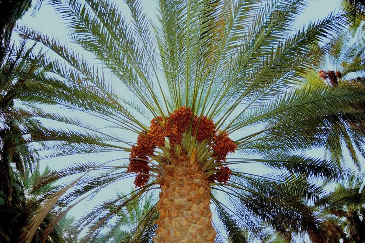 قطاع النخيل والتمور