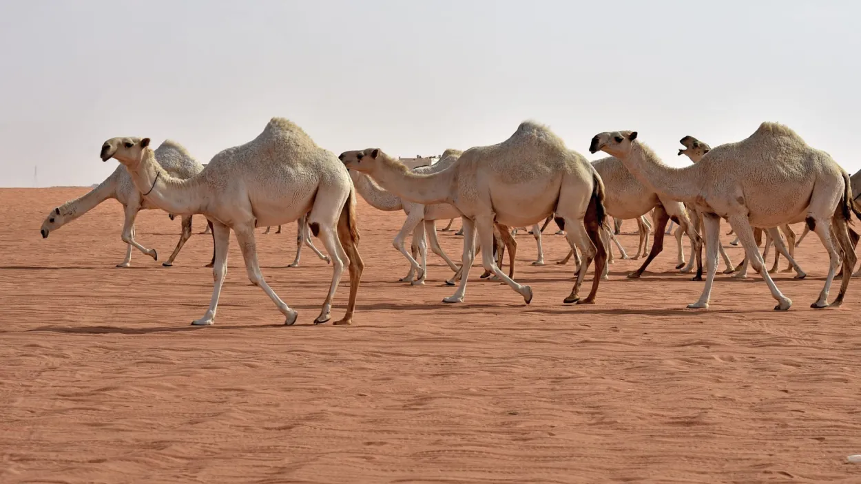 صحة الإبل