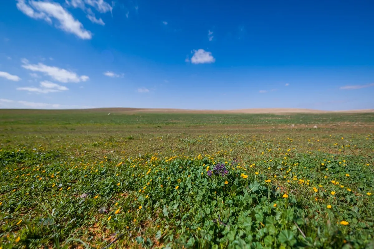 محمية الإمام تركي 