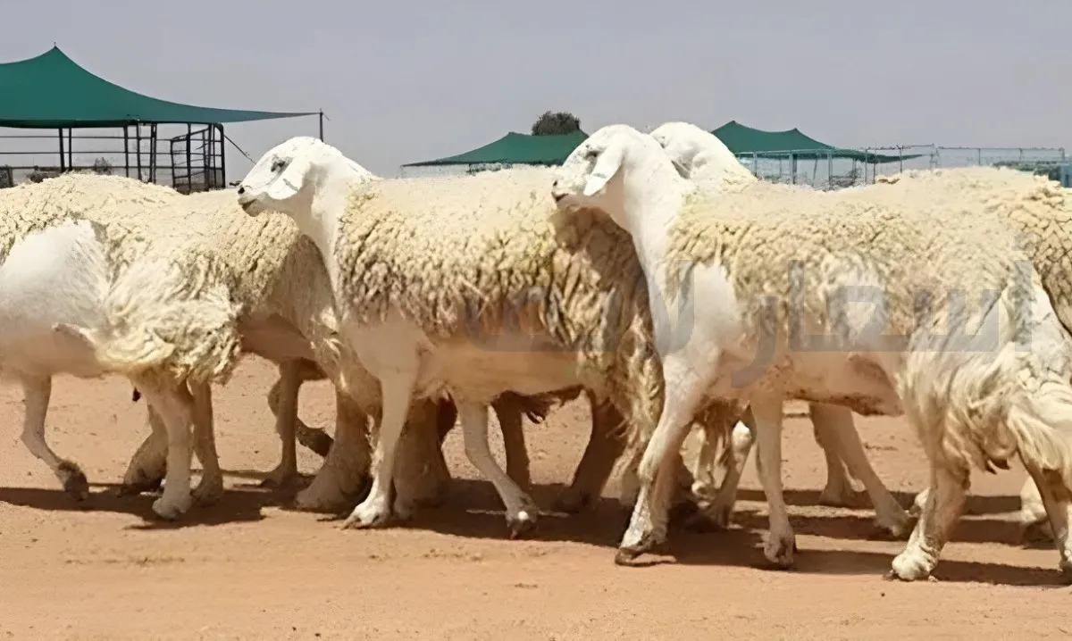 أسعار الخراف